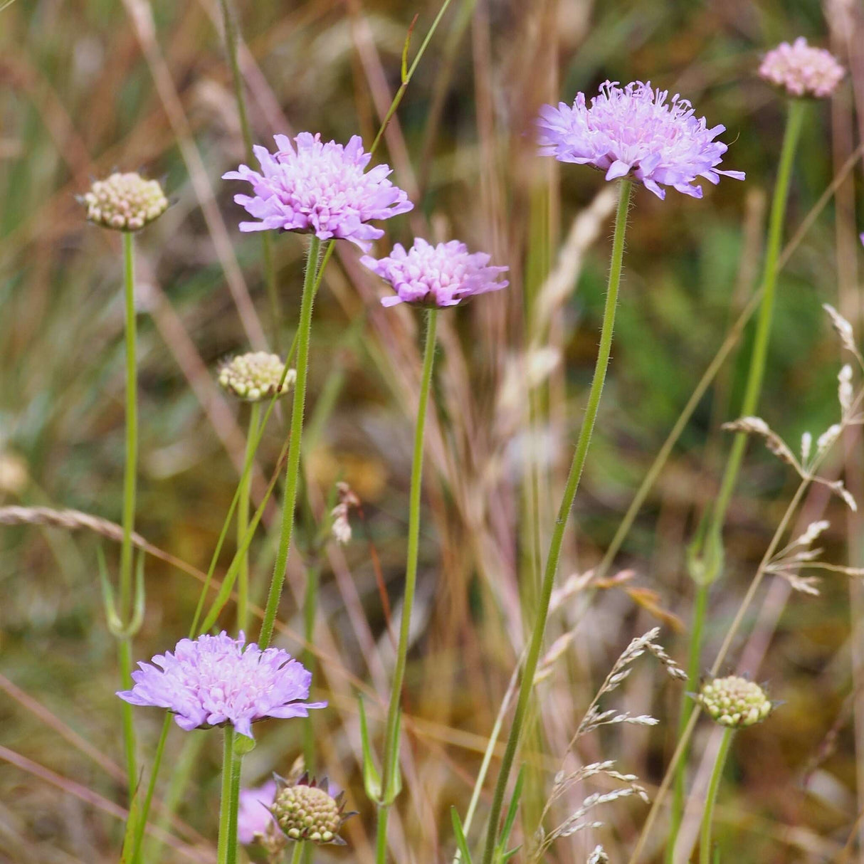 Knautia arvensis