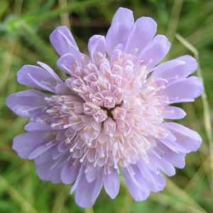 Knautia arvensis