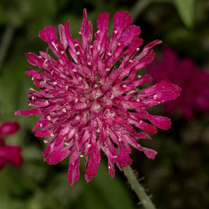 Knautia macedonica
