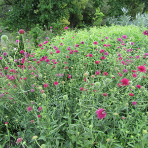 Knautia macedonica ‘Melton Pastels’
