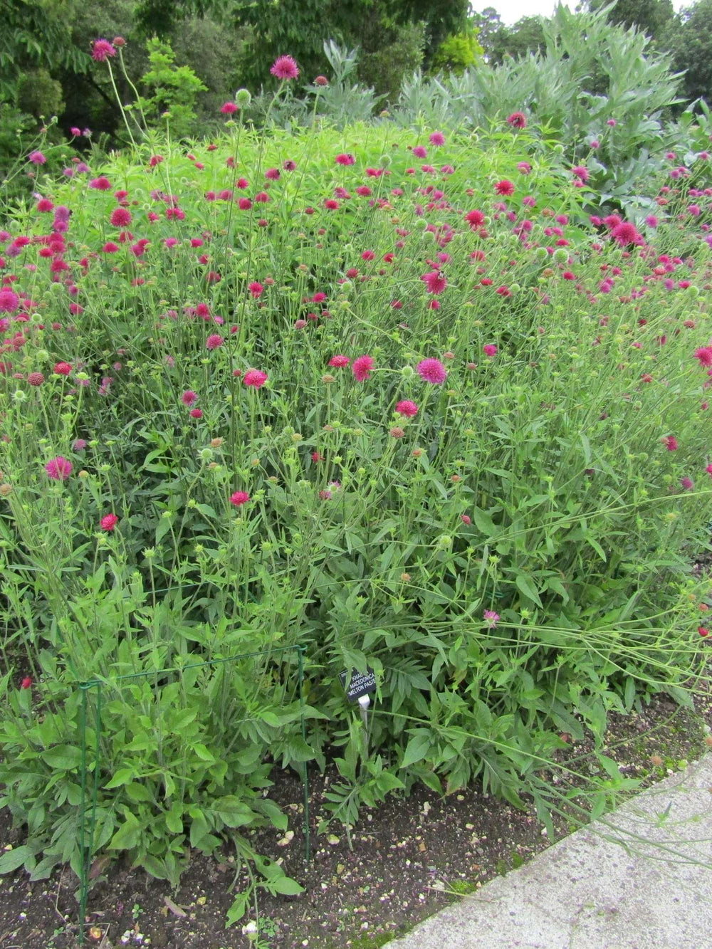 Knautia macedonica ‘Melton Pastels’