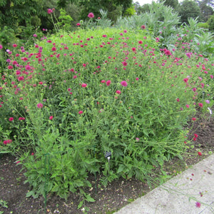 Knautia macedonica ‘Melton Pastels’