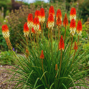 Kniphofia ‘Amazing Fun’