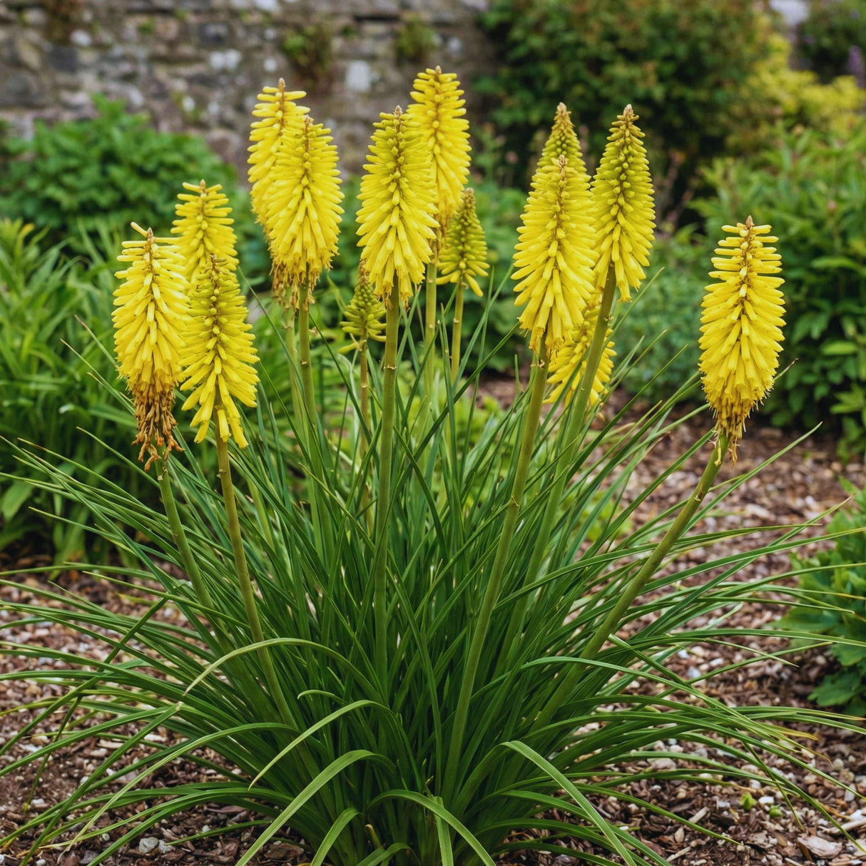 Kniphofia ‘Lemon Popsicle’