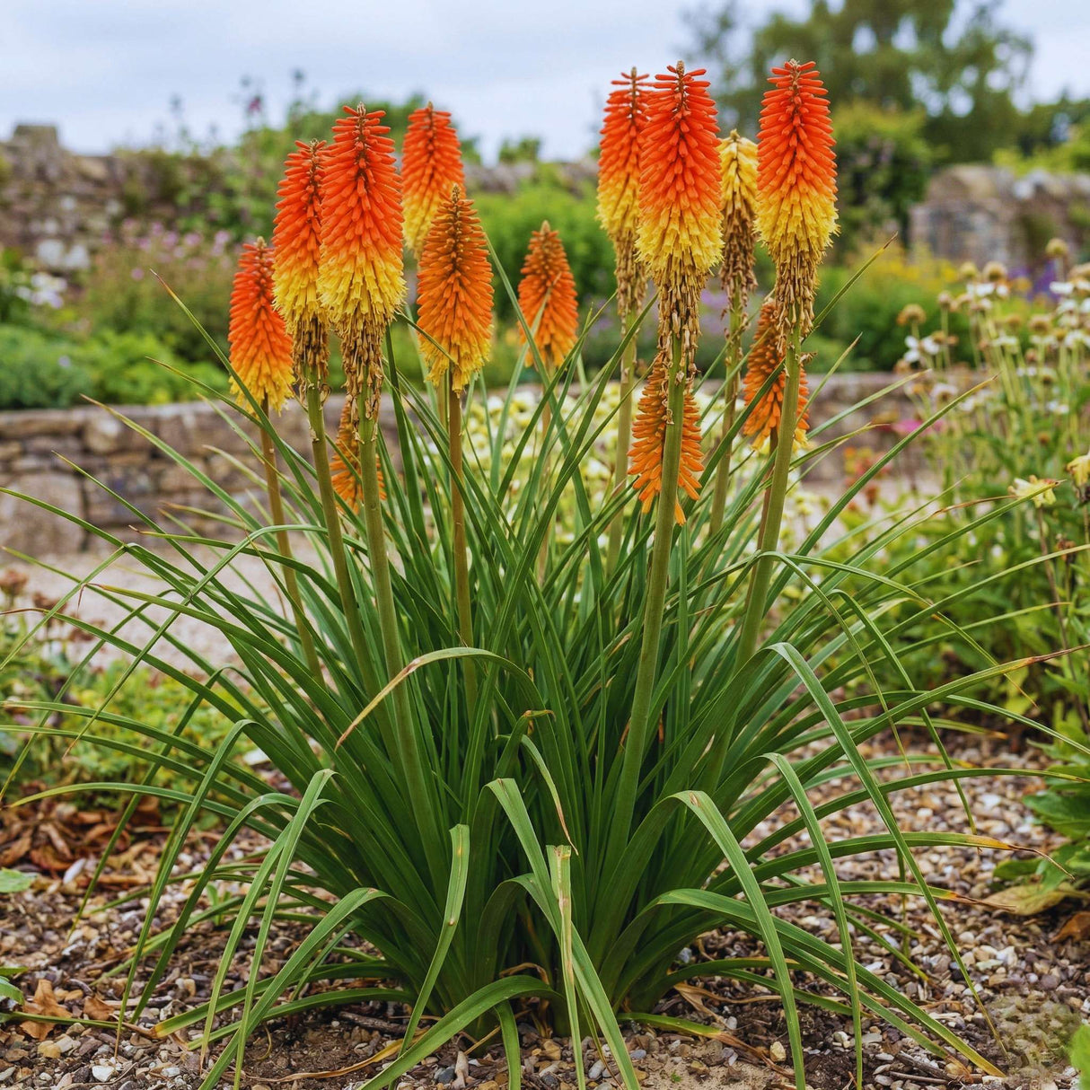 Kniphofia ‘Royal Castle’