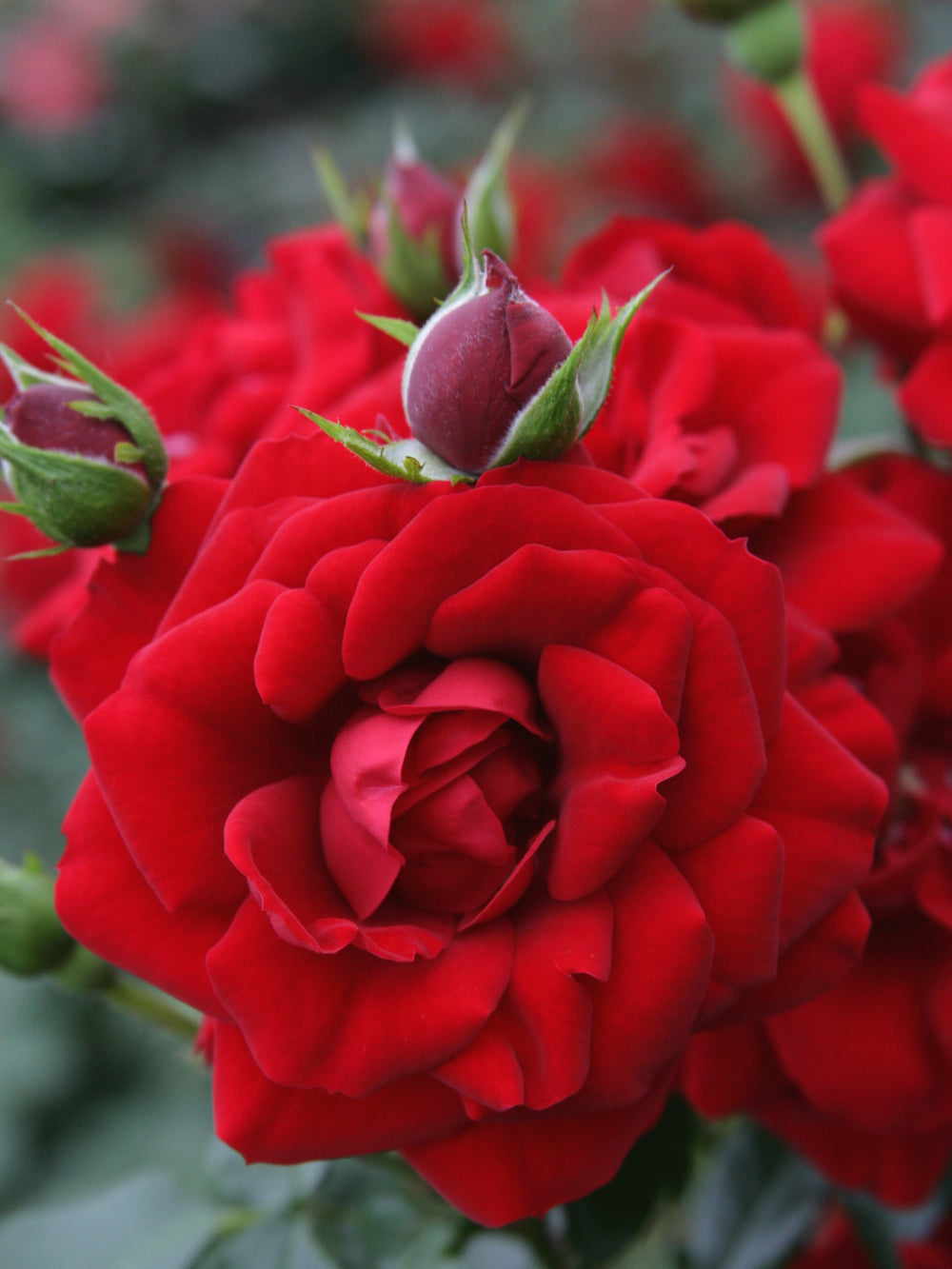 Rosa ‘Amadeus’