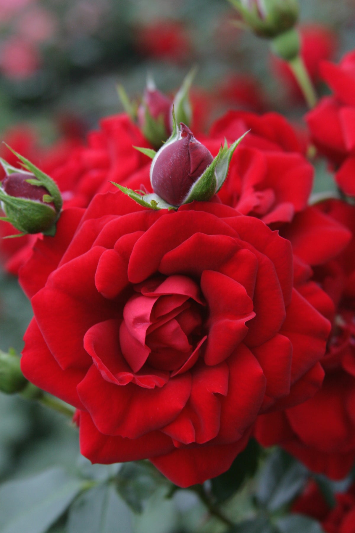 Rosa ‘Amadeus’