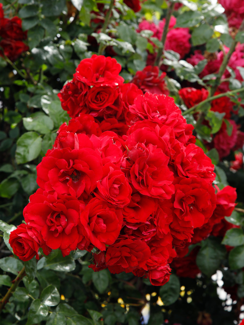 Rosa ‘Amadeus’