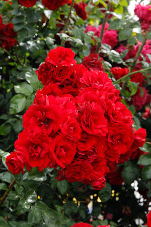 Rosa ‘Amadeus’