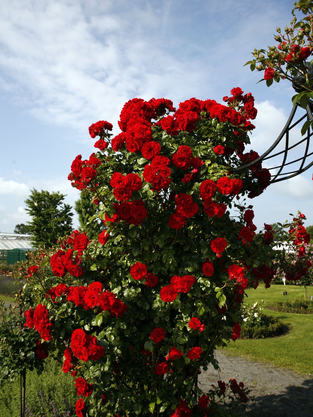 Rosa ‘Amadeus’