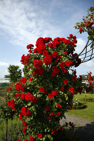 Rosa ‘Amadeus’