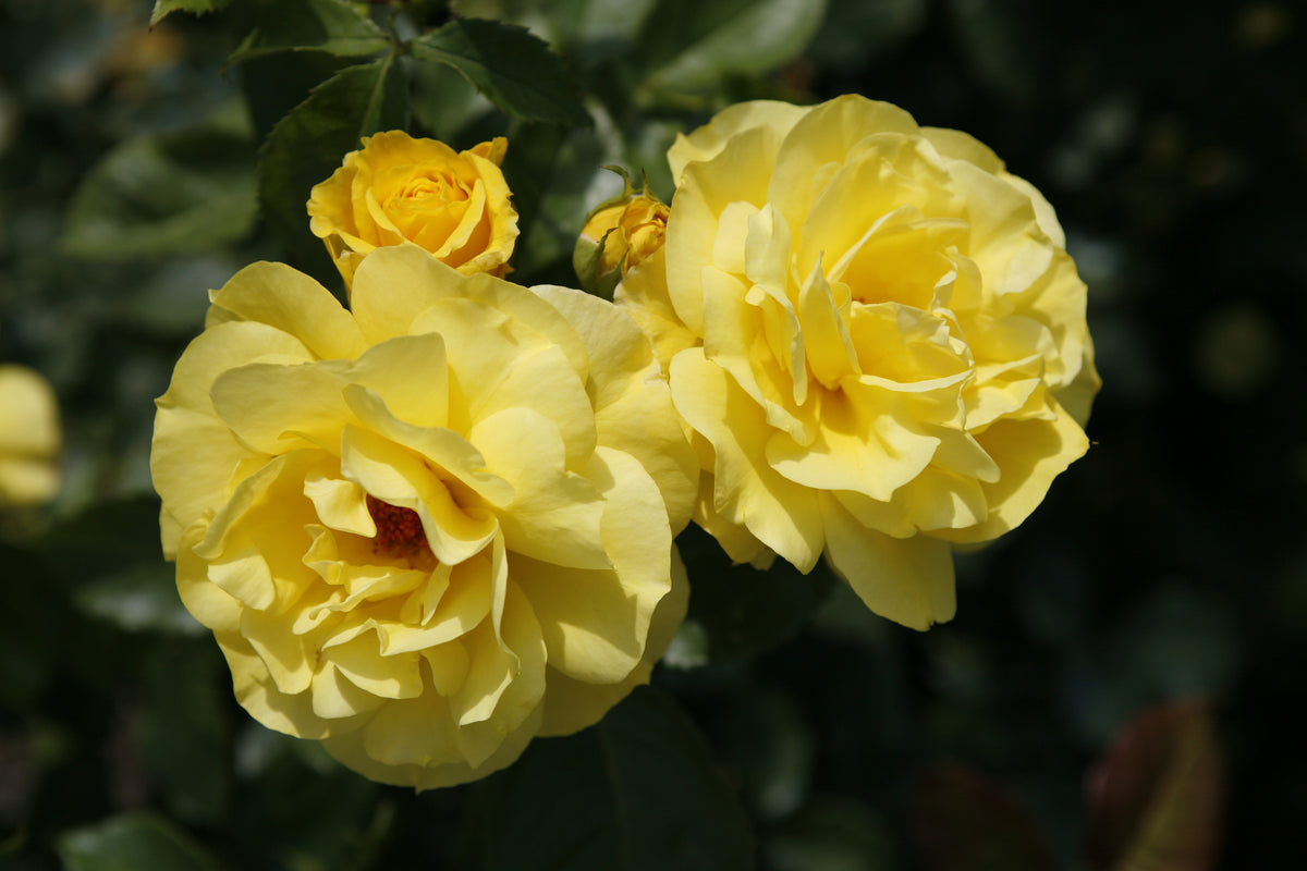 Rosa ‘Korresia’