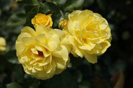 Rosa ‘Korresia’