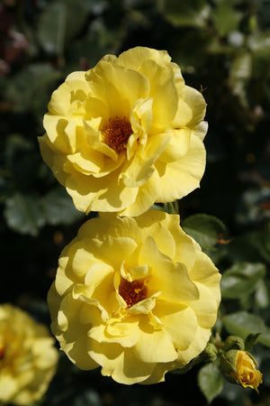 Rosa ‘Korresia’