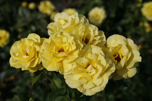 Rosa ‘Korresia’