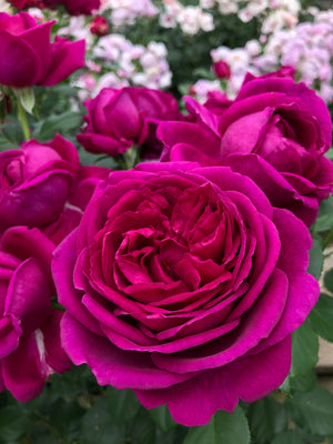 Rosa ‘Für Elise’