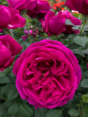 Rosa ‘Für Elise’