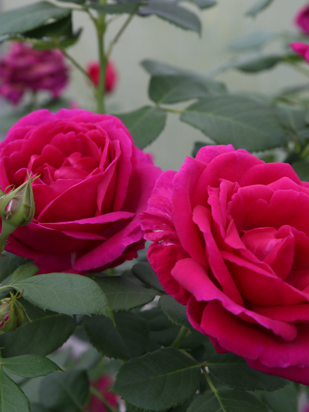 Rosa ‘Für Elise’