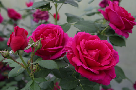 Rosa ‘Für Elise’
