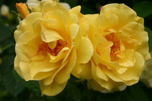 Rosa ‘Golden Gate’