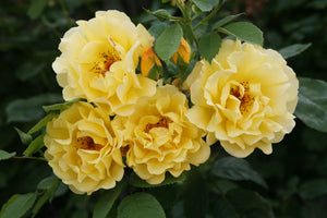 Rosa ‘Golden Gate’