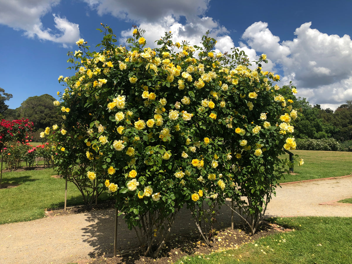 Rosa ‘Golden Gate’