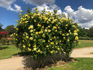 Rosa ‘Golden Gate’