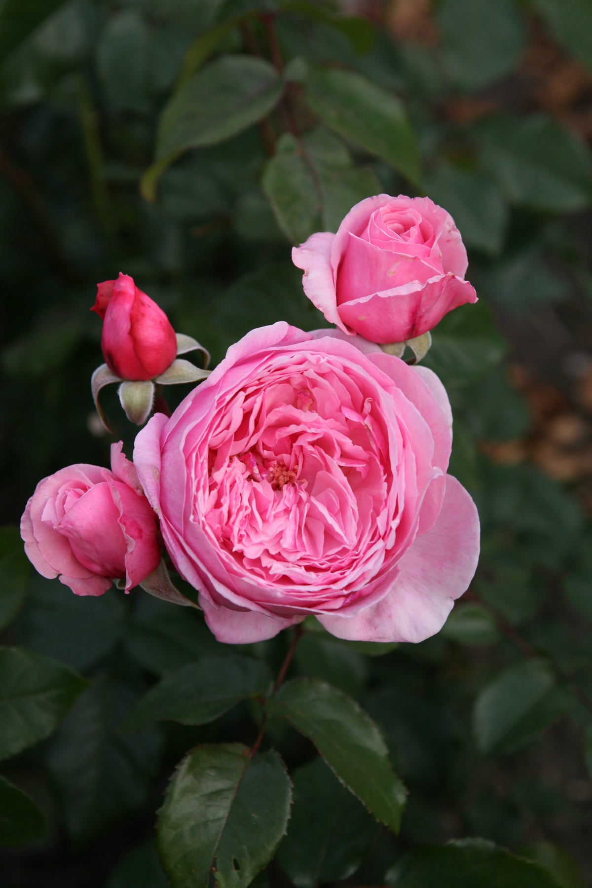 Rosa ‘Kiss Me Kate’