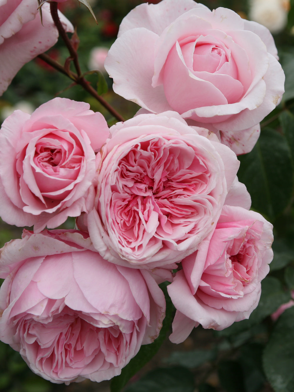 Rosa ‘Kiss Me Kate’