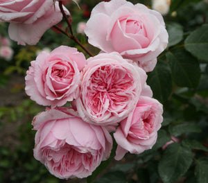 Rosa ‘Kiss Me Kate’