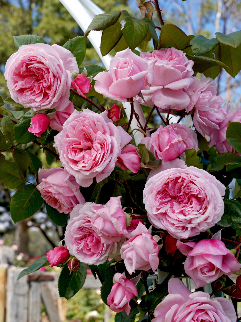 Rosa ‘Kiss Me Kate’