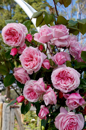 Rosa ‘Kiss Me Kate’