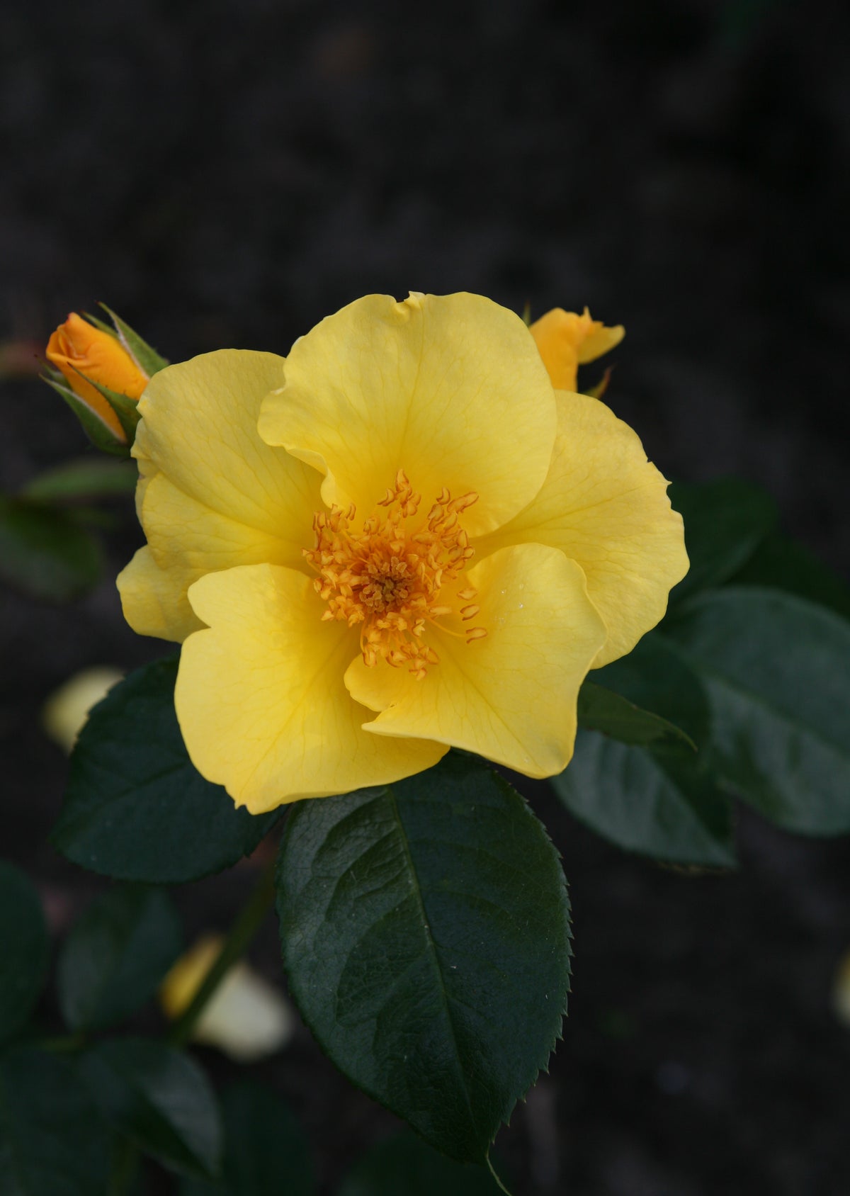 Rosa ‘Lemon Fizz’