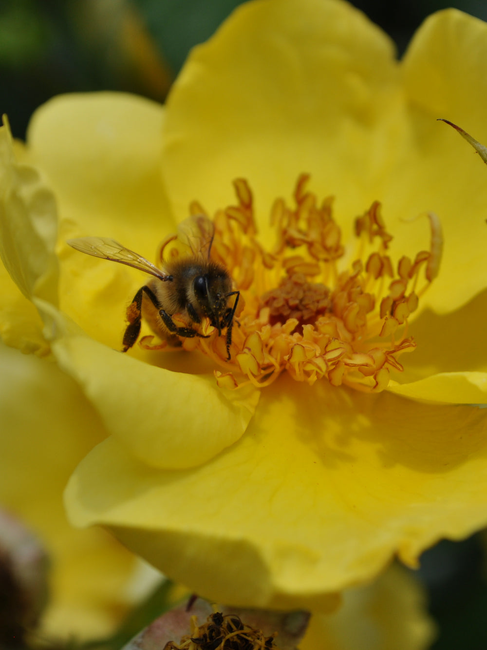 Rosa ‘Lemon Fizz’