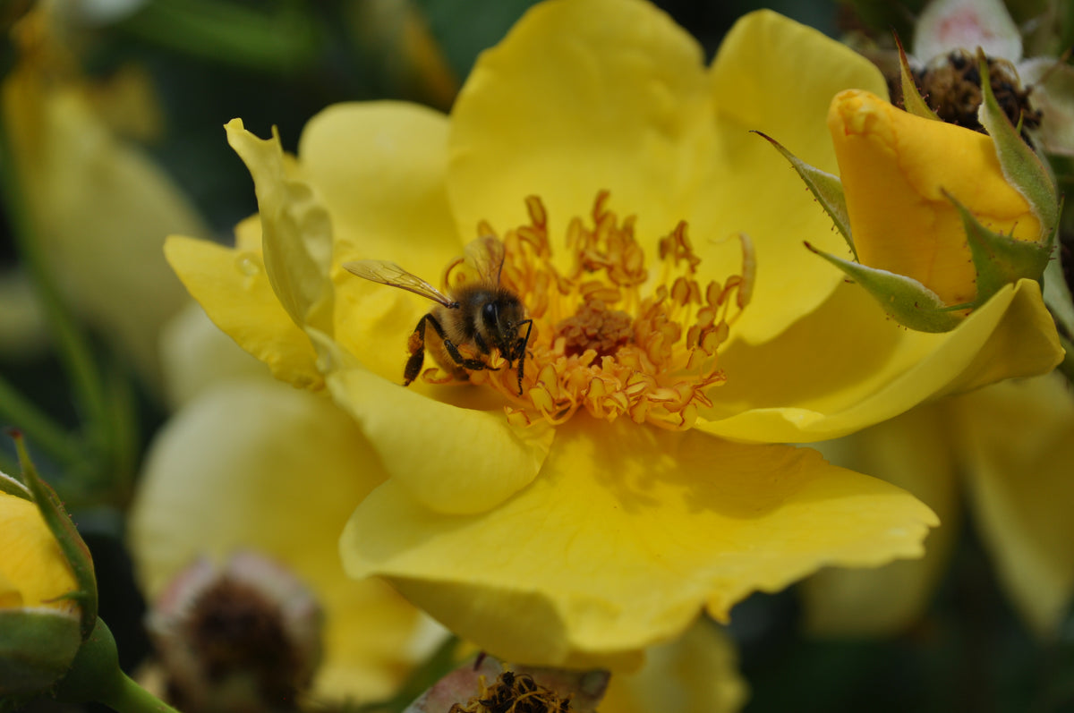 Rosa ‘Lemon Fizz’