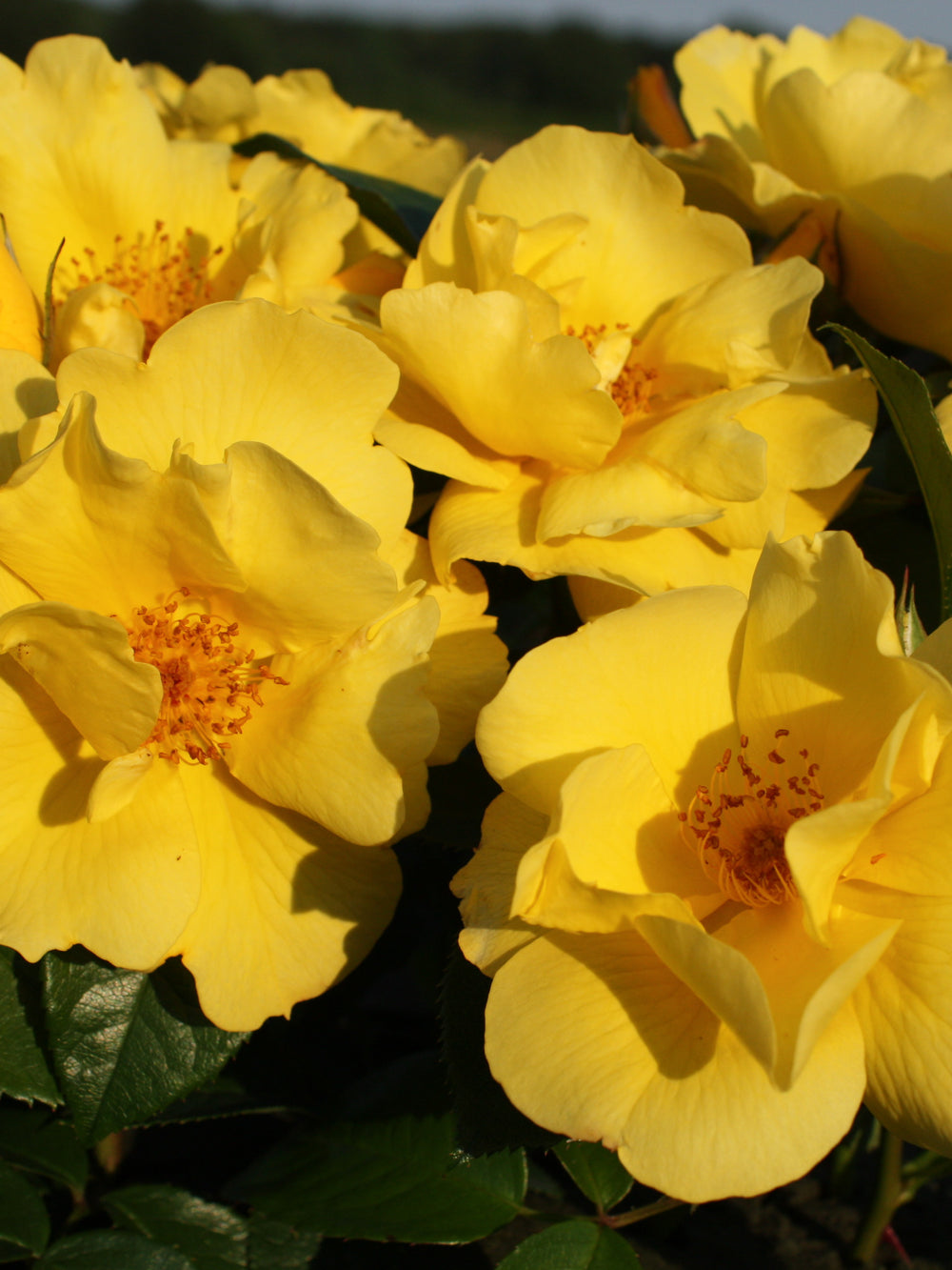 Rosa ‘Lemon Fizz’