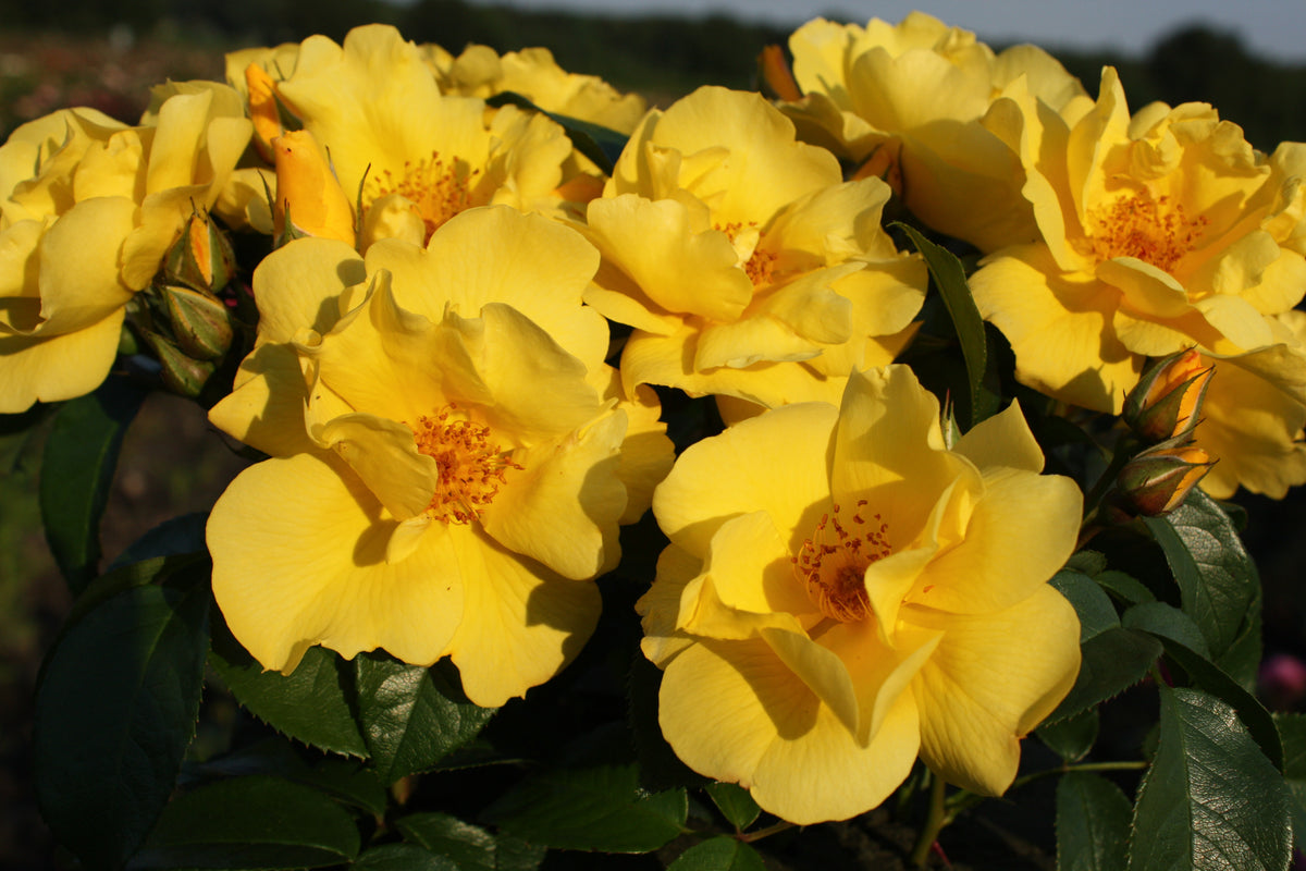 Rosa ‘Lemon Fizz’