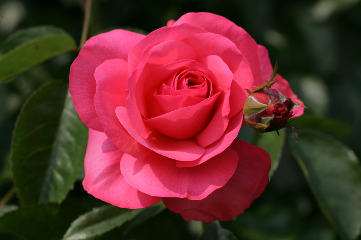 Rosa ‘Rosanna’