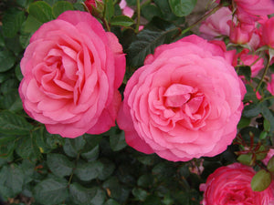 Rosa ‘Rosanna’