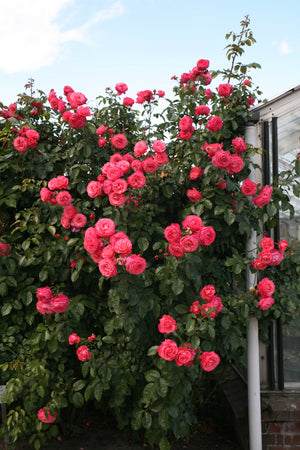 Rosa ‘Rosanna’