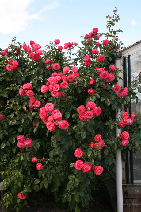 Rosa ‘Rosanna’