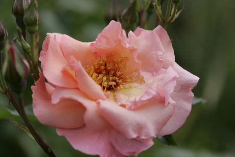 Rosa ‘Summer Wine’