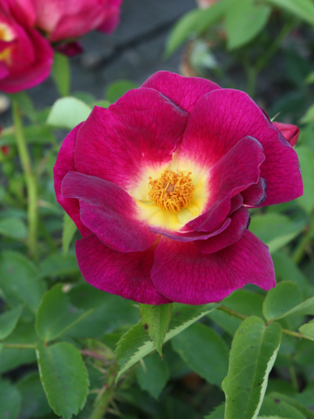 Rosa ‘Weg der Sinne’