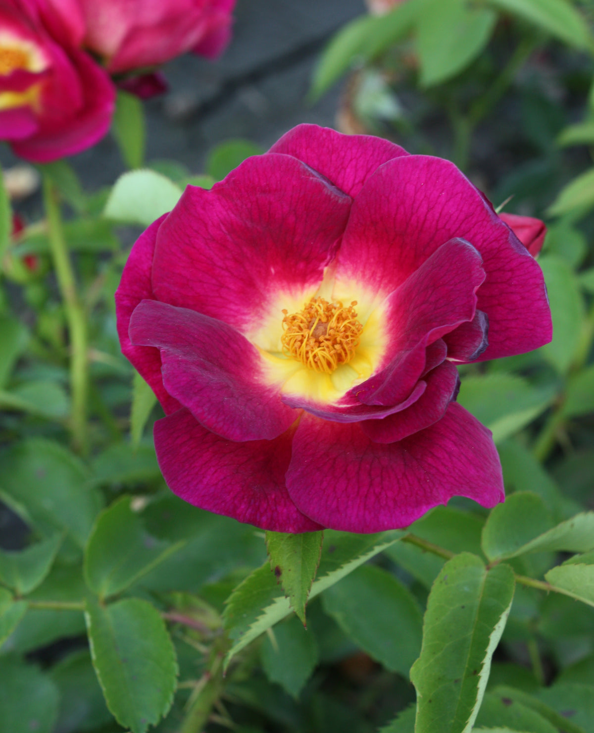 Rosa ‘Weg der Sinne’