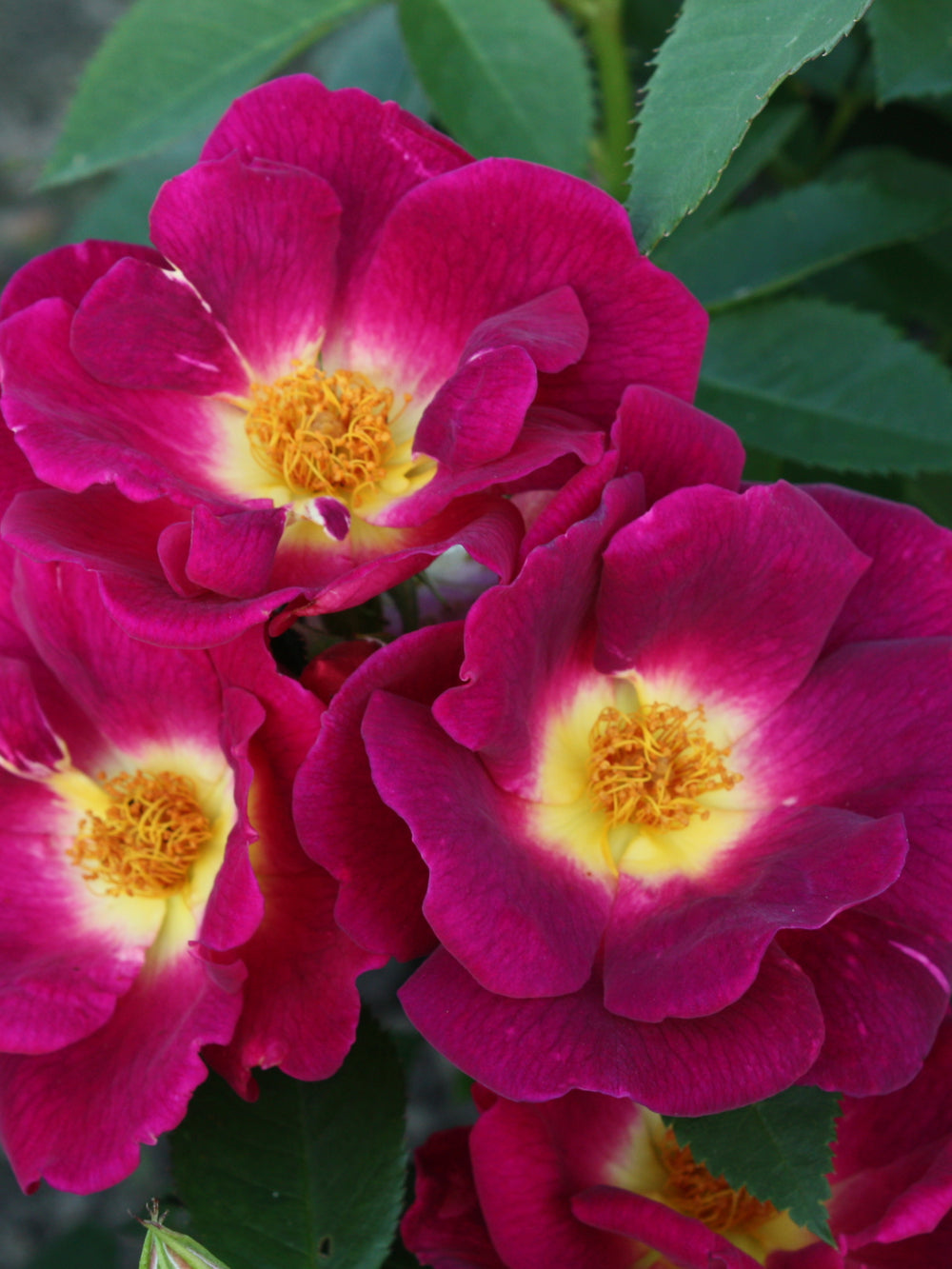 Rosa ‘Weg der Sinne’