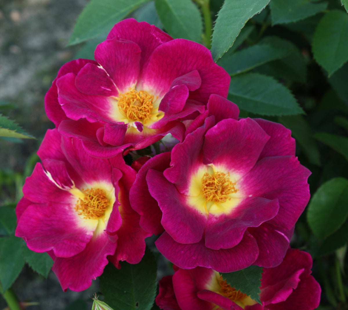 Rosa ‘Weg der Sinne’