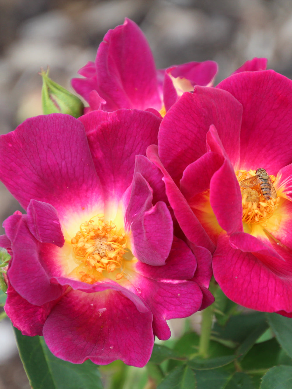 Rosa ‘Weg der Sinne’