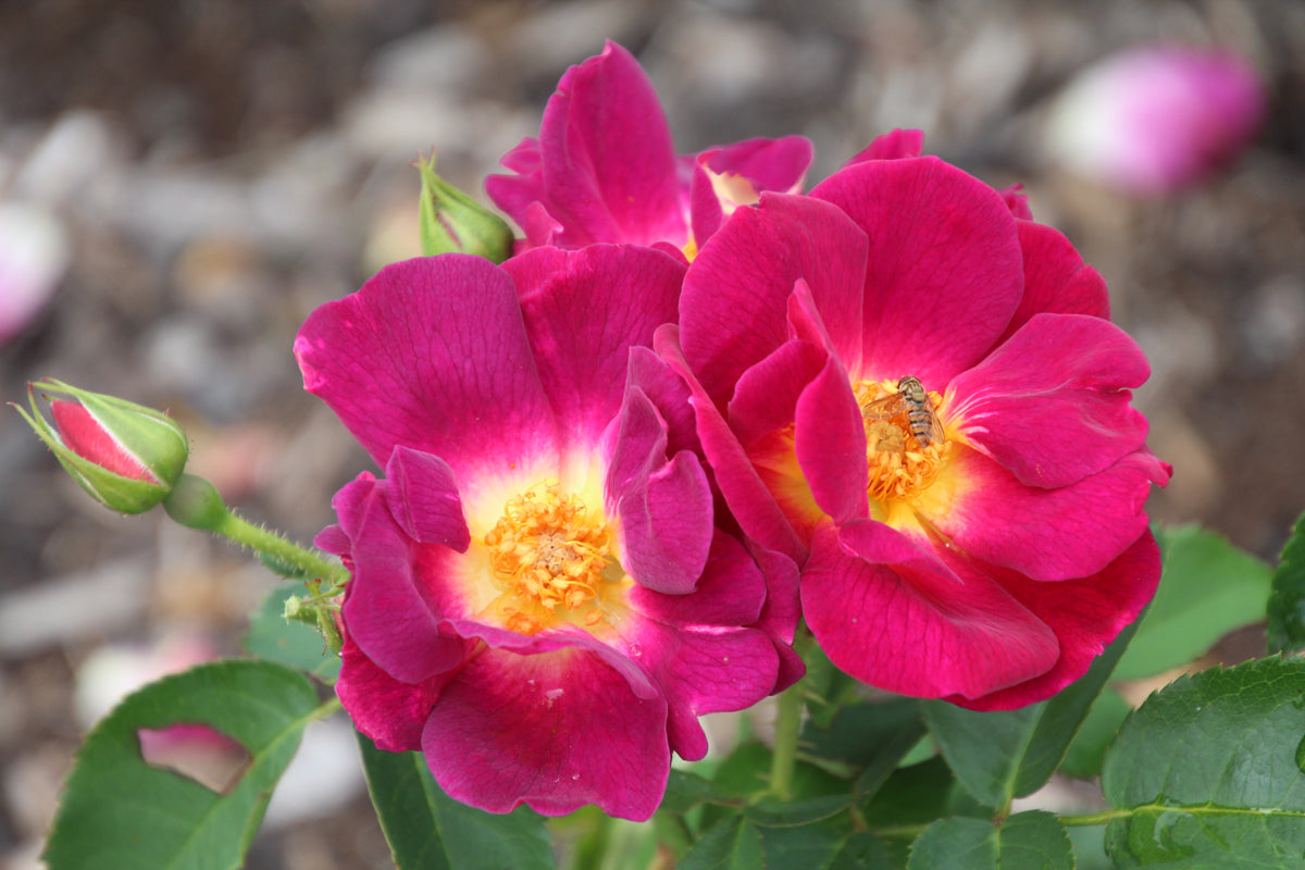 Rosa ‘Weg der Sinne’