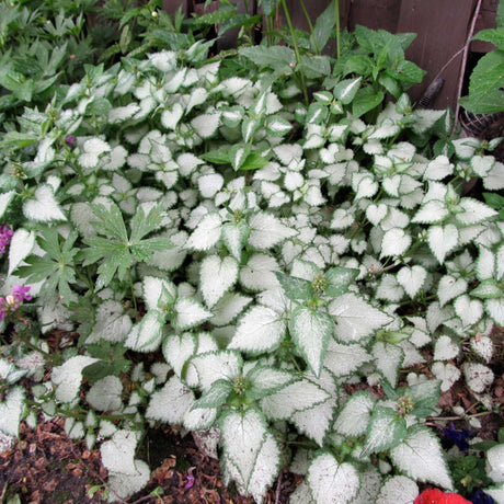 Lamium maculatum ‘Beacon Silver’