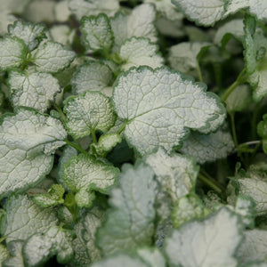 Lamium maculatum ‘Beacon Silver’
